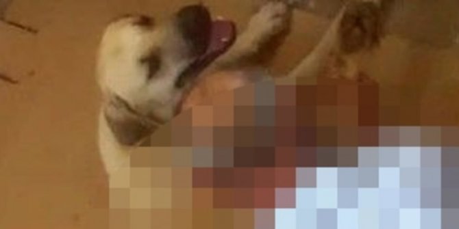 Hortumla bağladığı köpeğe tecavüz zanlısı serbest 
