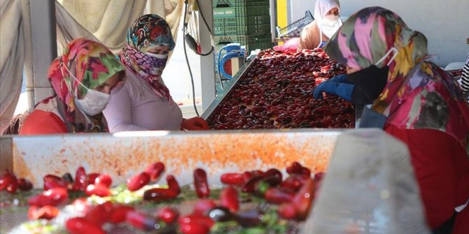 Hollandalılar Kulaca salçasından vazgeçmiyor