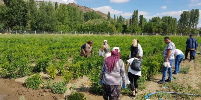 Toprak, 12 yıl sonra ürünle buluştu