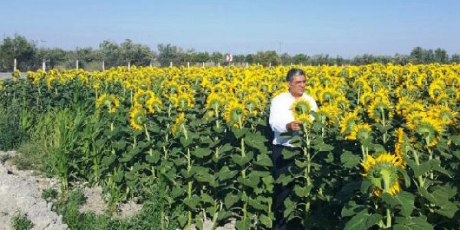 Konya Şeker, ayçiçek alım fiyatlarını açıkladı