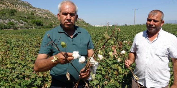 Pamukta 'Basra böceği' ve 'kırmızı örümcek' tehdidi