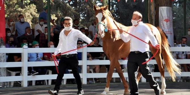 Safkan Arap taylarının satışından 6,6 milyon lira gelir elde edildi