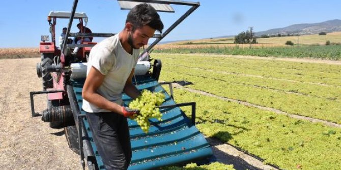 Manisa'da çekirdeksiz Sultani üzüm hasadı başladı