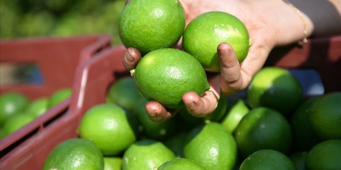 Turunçgilde ihracat sezonu erkenci limonla açılacak