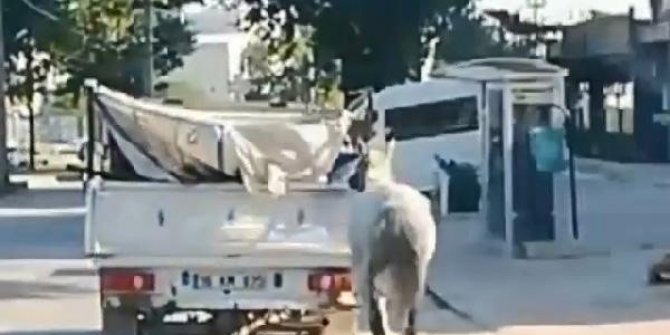 Atı kamyonetin arkasına bağlayıp koşturdu
