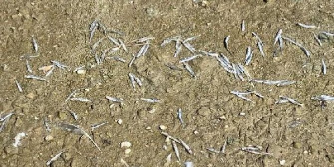 Porsuk Barajı’ndaki balık ölümleri endişe yarattı