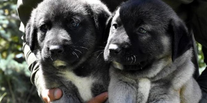 Kangal köpeklerinin yavrularını yemesinin sırrı çözüldü, tedaviye geçildi