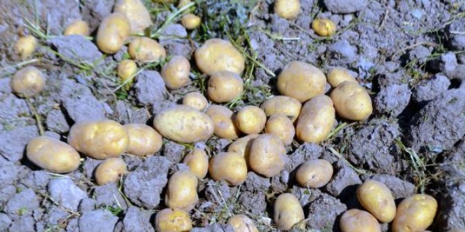 Bolu'da yerli ve milli patates çeşitlerinin tanıtımı yapıldı