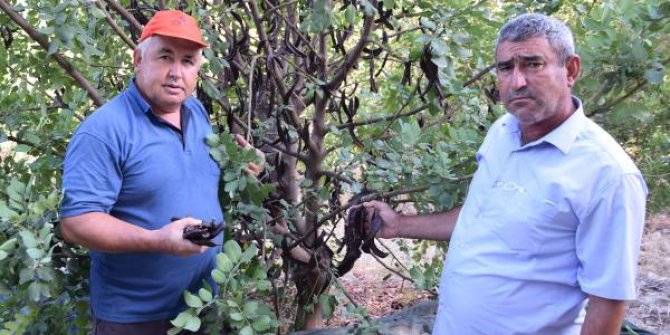 Keçiboynuzu hasadı için 12 yıl bekledi, şimdi kilosunu 20 liradan satıyor