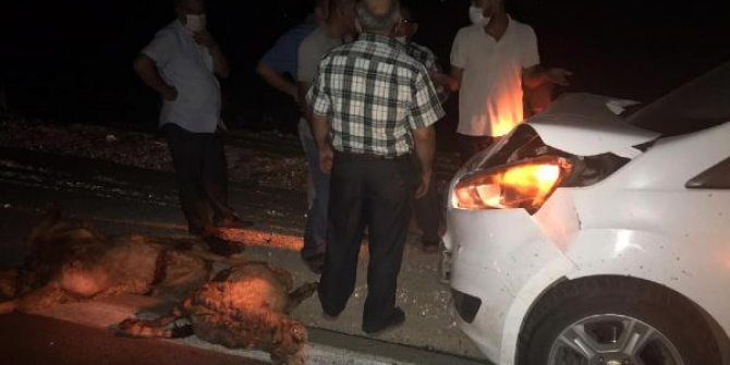 Otomobil koyun sürüsüne daldı, 15 hayvan öldü