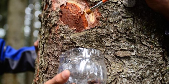 Karadeniz'deki üç ilde ladin ormanlarını 40 bin faydalı böcek koruyacak