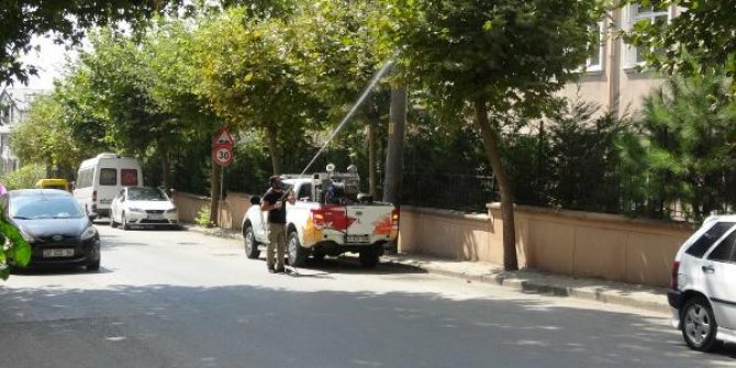 Kocaeli'de 3 ilçeyi böcekler istila etti