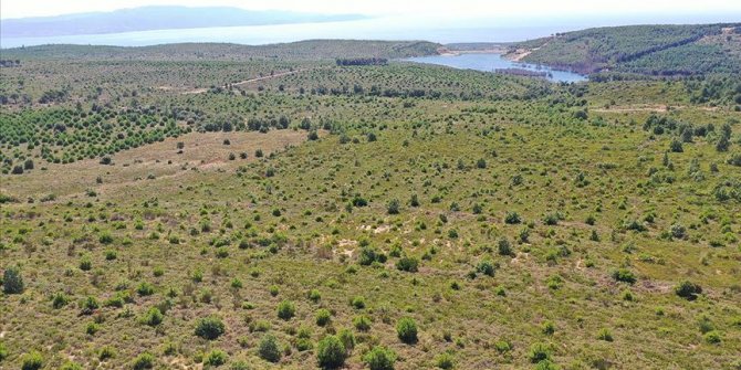 Armutlu'da 11 yıl önce küle dönen ormanda 128 bin fidan büyüyor
