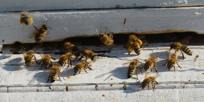 Bazı kanatlı hayvan, koyun ve arı türleri tescillendi