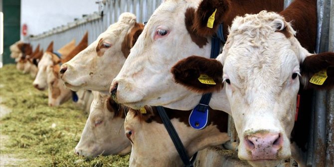 Avrupa Adalet Divanı Başsavcısı, helal kesim yasağını AB hukukuna uygun bulmadı