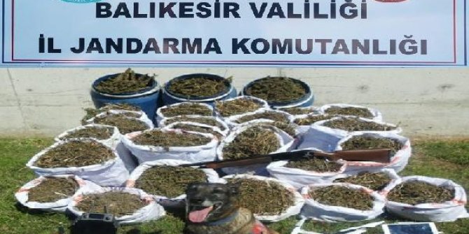 Balıkesir'de jandarma 318 kilogram esrar yakaladı