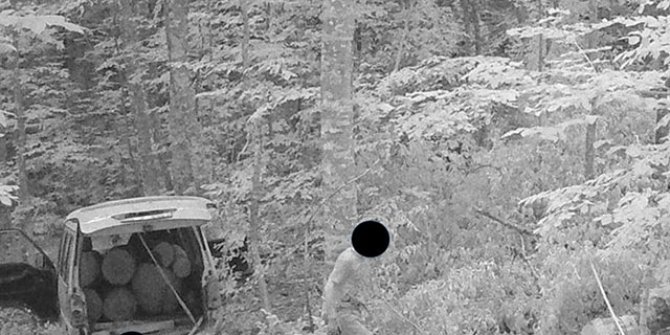 Kaçak ağaç keserken fotokapana yakalandı