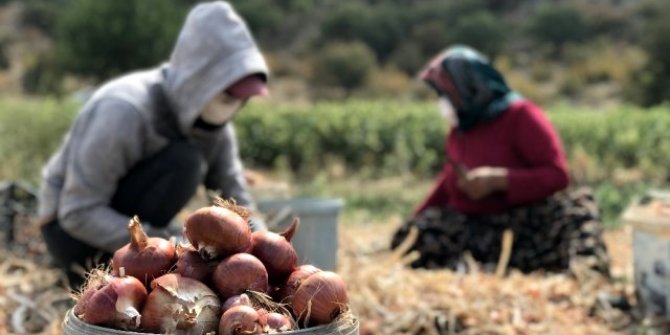 40 derecelik sıcağın altında soğan hasadı