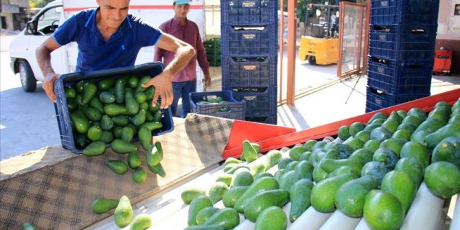 Avokado Mersinli çiftçilerin yüzünü güldürüyor