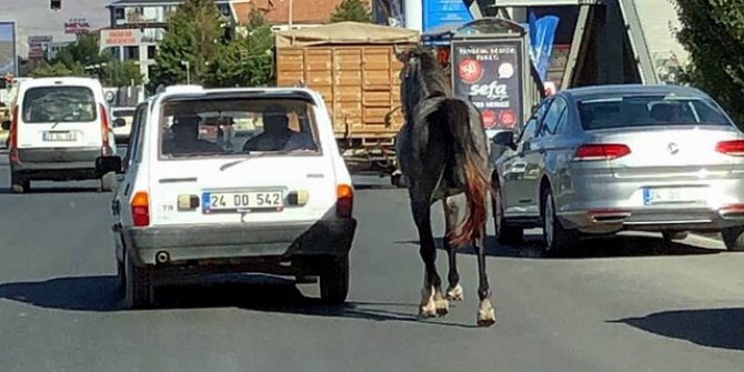 Otomobile bağladıkları atı kilometrelerce koşturdular