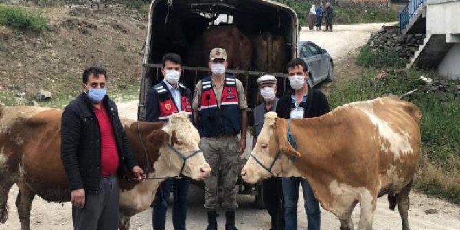 Tokat'tan çaldıkları büyükbaşları Ordu'ya götüren zanlılar yakalandı