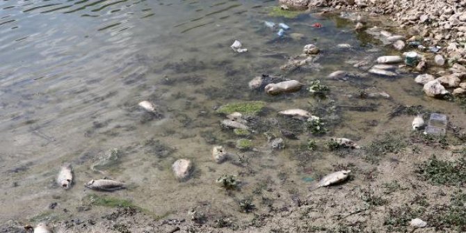 Baraj gölünde yüzlerce İsrail sazanı öldü, inceleme başlatıldı
