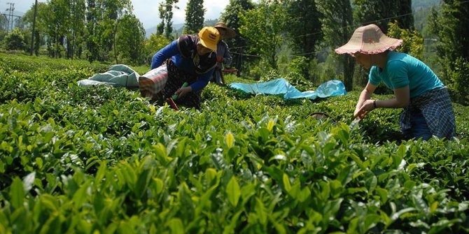 ÇAYKUR üçüncü sürgünde 179 bin ton yaş çay aldı