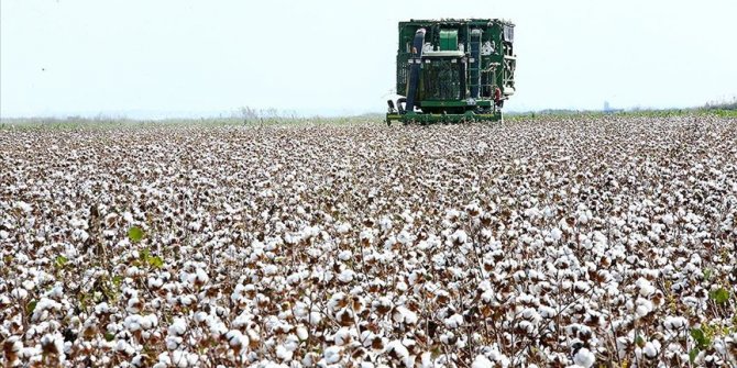 Çukurova çiftçisi alternatif ürünlere yöneldi pamukta ekim alanı daraldı