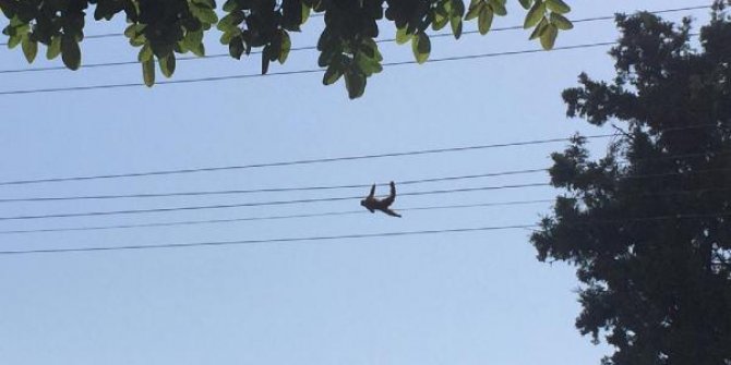 Elektrik tellerinde akıma kapılan maymun telef oldu