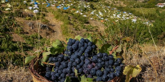 İzmir'in tescilli üzümüne 'renkli' koruma