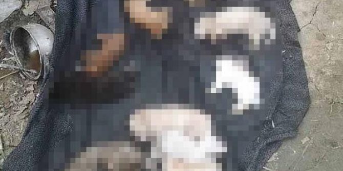 Çin’de canlı hayvanlara eziyet