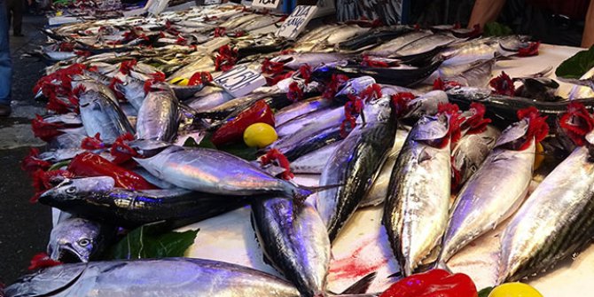 Karadeniz'de palamut bolluğu 