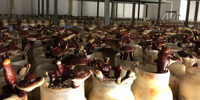 Yalova'da reishi mantarı üretimine başlandı