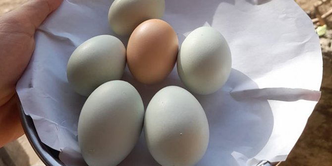 Beslediği tavuklar açık mavi yumurtluyor