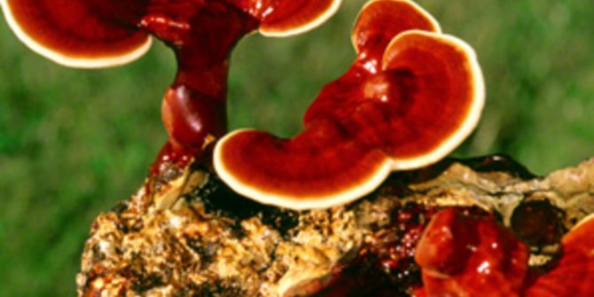 Reishi mantarı nedir? Faydaları neler?