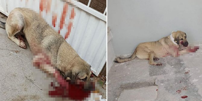 Mahallenin beslediği 'Jo', Hayvanları Koruma Günü'nde kurşunlandı