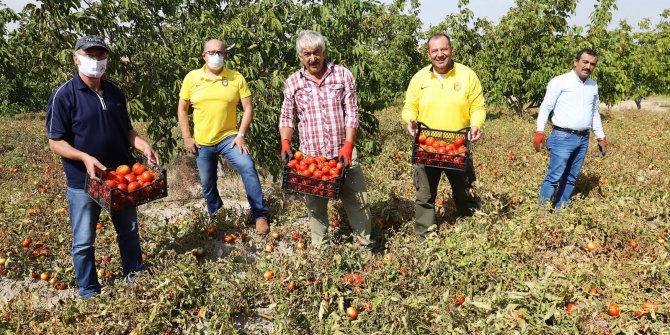 Seymenler, domates hasadında bir araya geldi