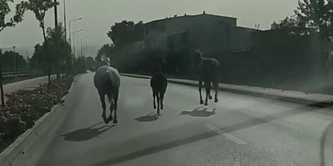 Bursa'da başıboş atlar, caddede koştu