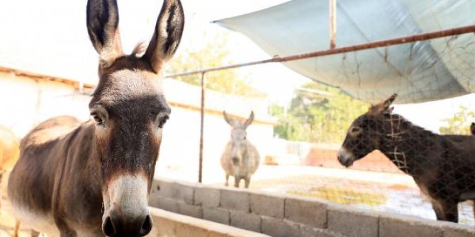Türkiye'de ilk defa eşeklere mikroçip takıldı