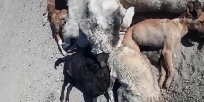 Niğde’de 20 köpeğin öldürülmesinde 2 şüpheli yakalandı