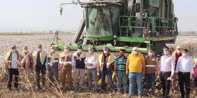 Manisa'da 'beyaz altın' pamuk hasadı başladı