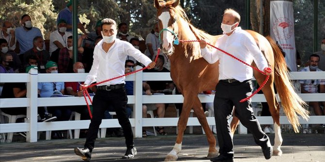 Safkan elit Arap koşu tayı satış ihalesi yapılacak