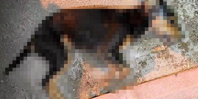 Burdur'da 8 sokak hayvanının öldürüldüğü iddiası 