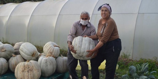 Bartın'da yetiştirilen 50 kilogramlık kabaklar ilgi görüyor