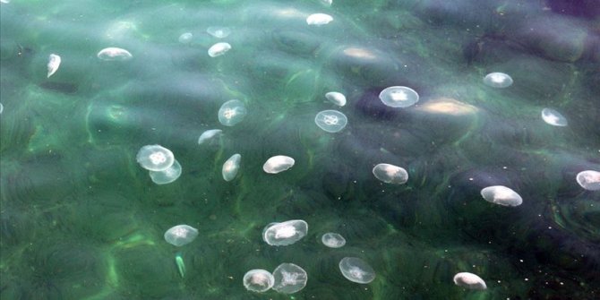 Denizanası menopoza girer mi? Hayvanlar menopoza girer mi?