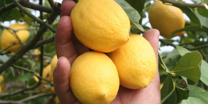 Limonun kilosu 1,5 TL’ye düştü