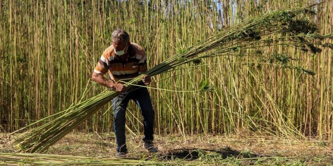 Taşköprü'de 17 yıl sonra ekilen kenevirin hasadı başladı