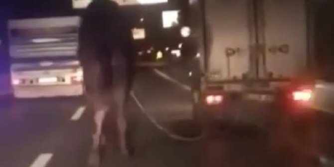 Deveyi kamyonetin arkasına bağlayıp kilometrelerce koşturdu