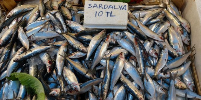 Akdeniz'de sardalya bolluğu