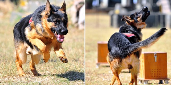 TSK için yetiştirilen köpekler, zorlu eğitim sürecinden geçiyor